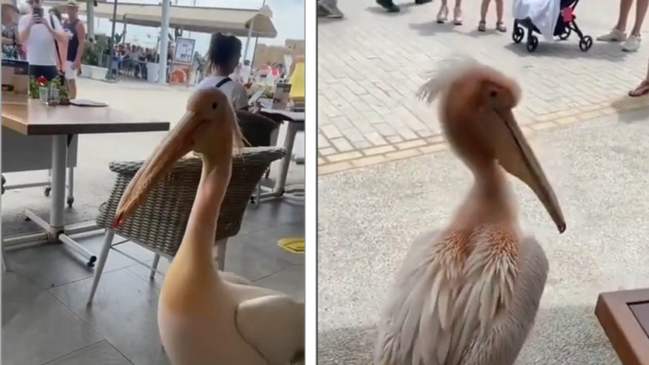 This Duck is walking among the people in the hotel without fear.