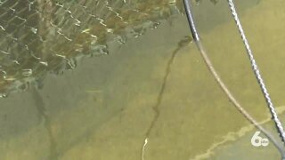 Dismal returns to South Fork Salmon