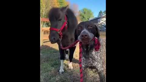 Taking my pony for a walk