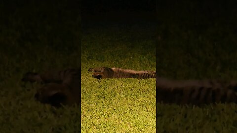 Neighborhood cat 🐈 likes to sleep in our backyard #friends #shortvideo