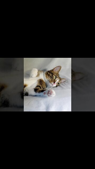 A Cute Lazy Cat #shorts