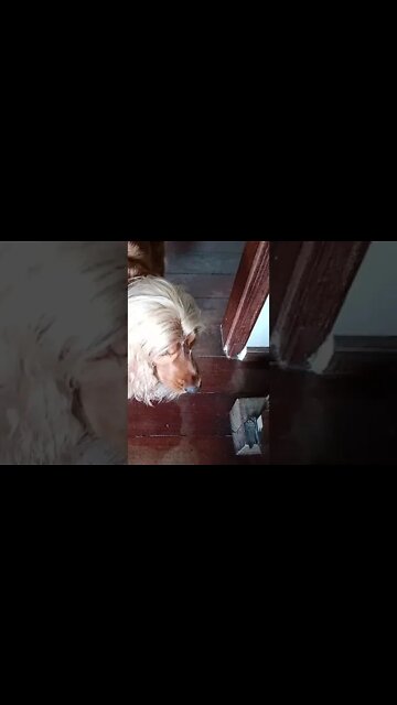 #dogshow , #animals , #dogs , #shorts(4)