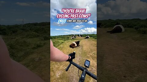 CYCLING PAST COWS 🐮