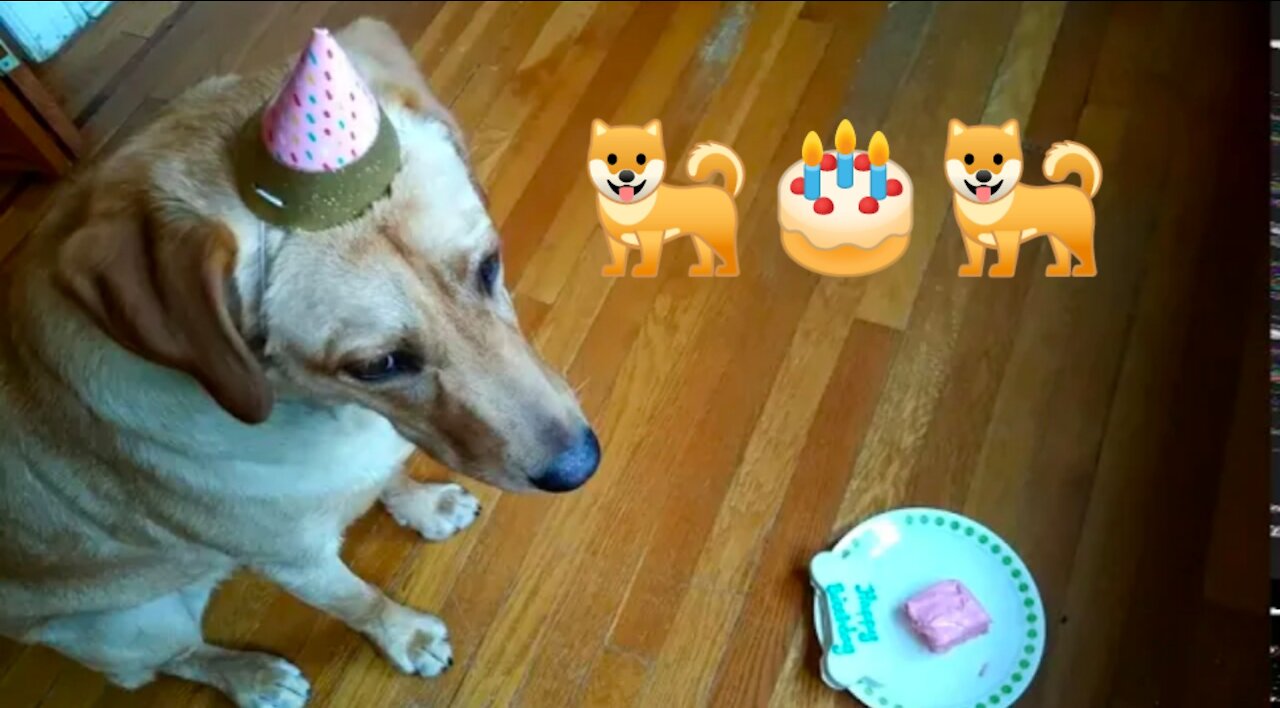 Labrador retriever celebrates his first birthday with dog treat and cake 🐕🎂🐕