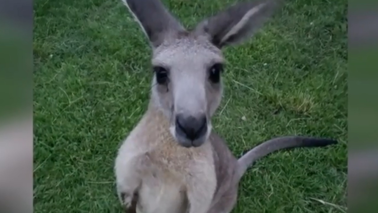 Missing kangaroo is talk of the town in Jupiter Farms