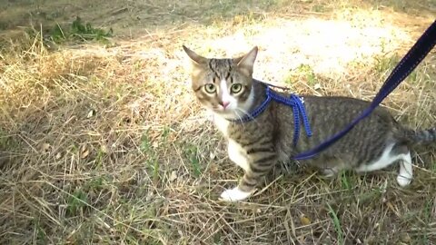 Small Cat Takes a Walk in Nature