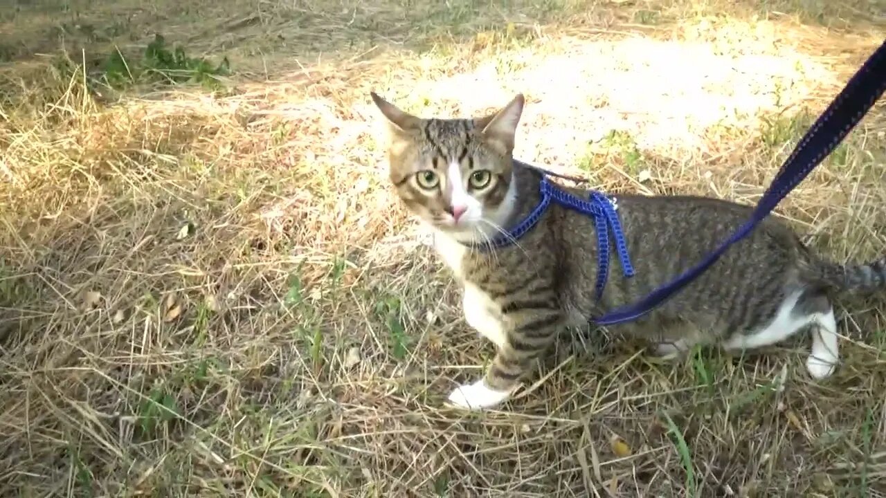 Small Cat Takes a Walk in Nature