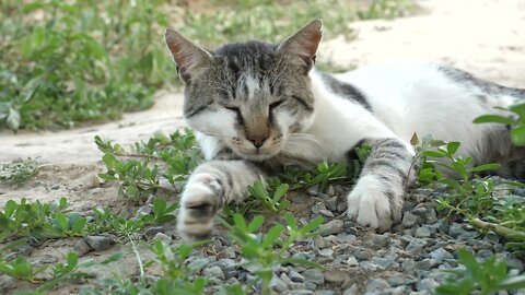 Cat time - 008