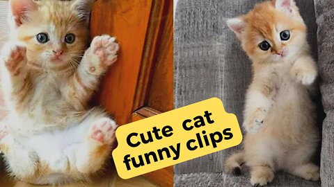 cute cat funny video clips