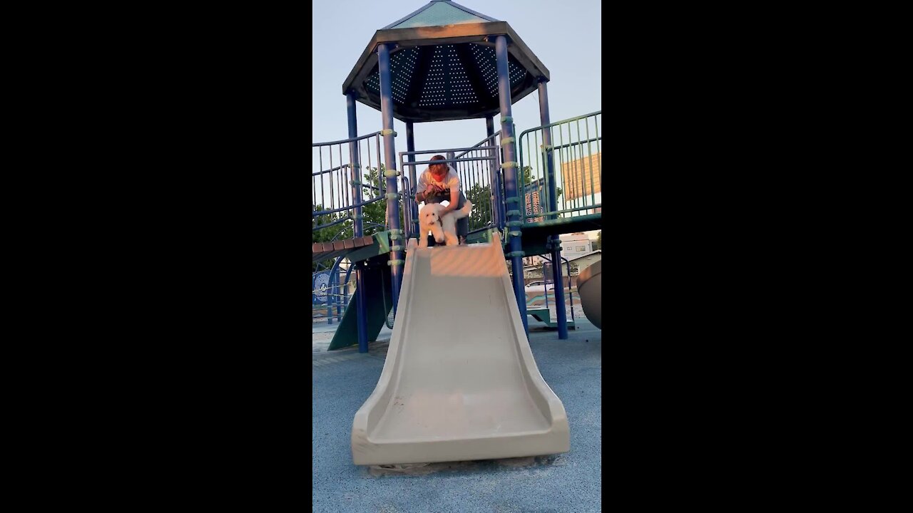 Dog's first ride down a slide is an adorable success