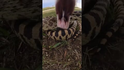 Snake Attack