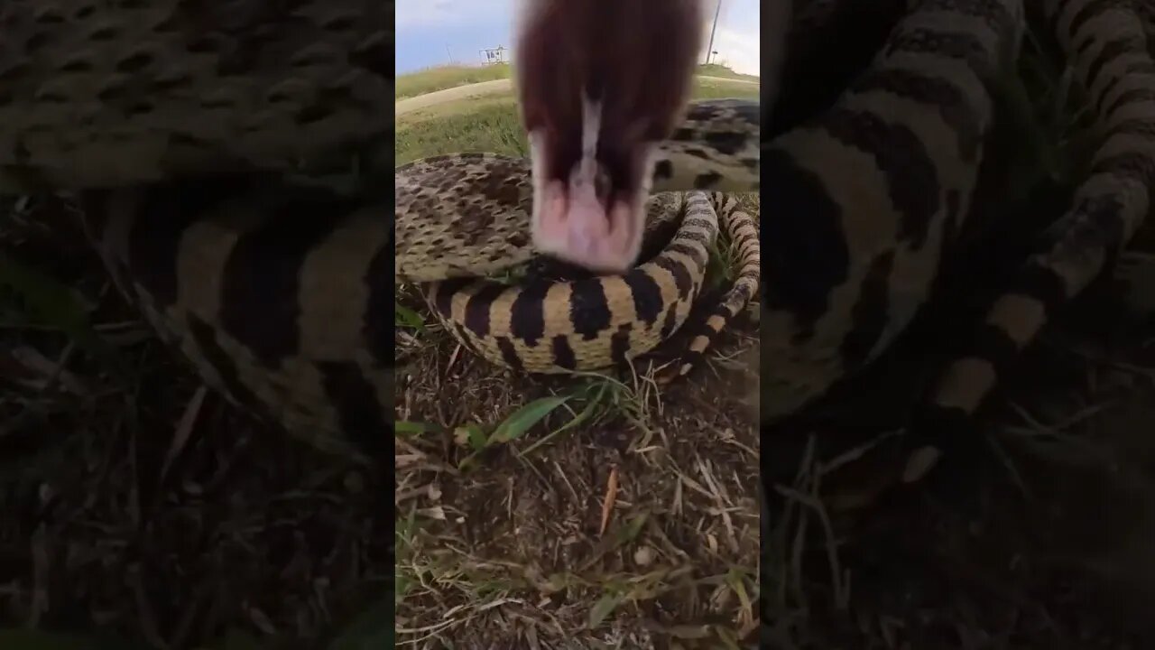 Snake Attack