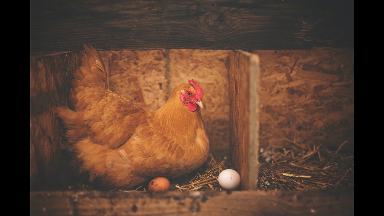 Chicken Training Video # 6 Laying Hens and Egg Collection