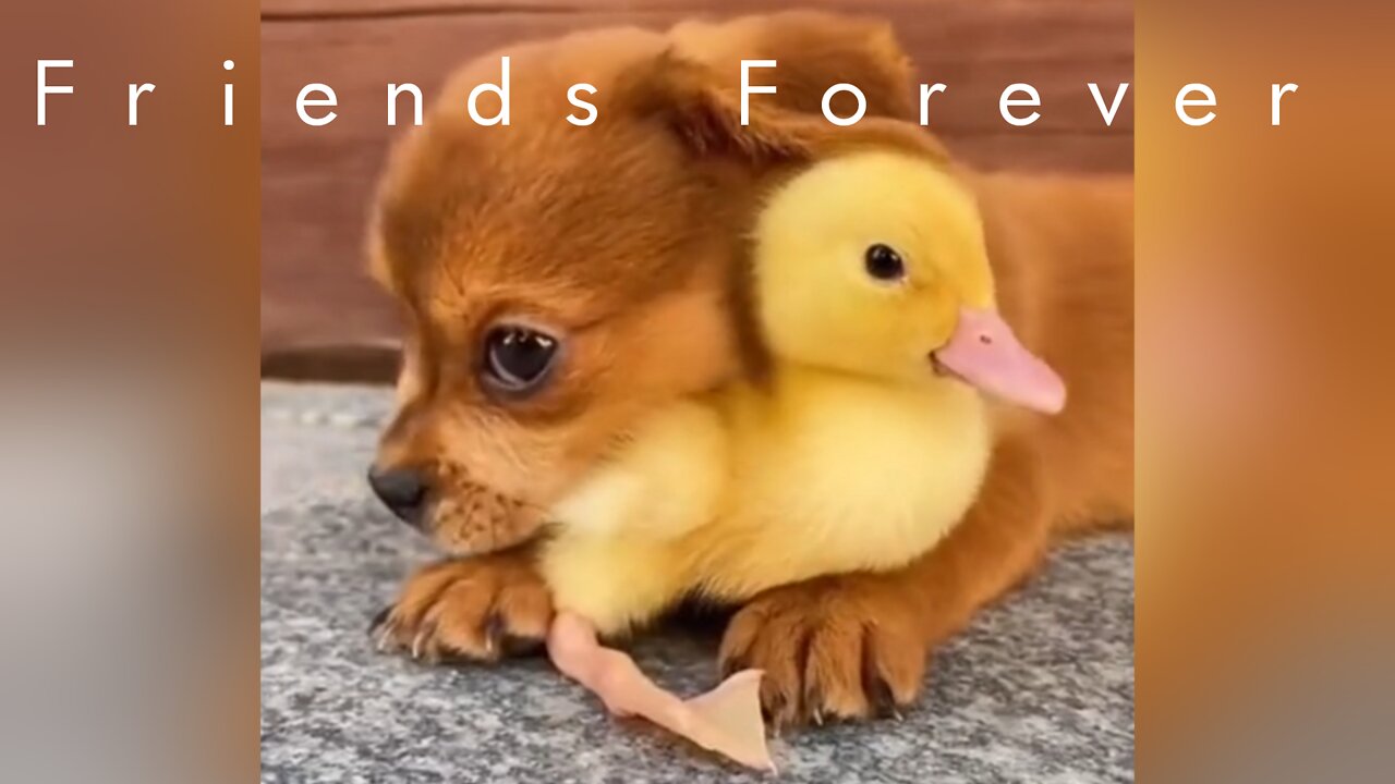 Cute puppy play with cute duck