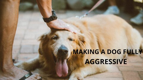 MAKING A DOG FULLY AGGRESSIVE