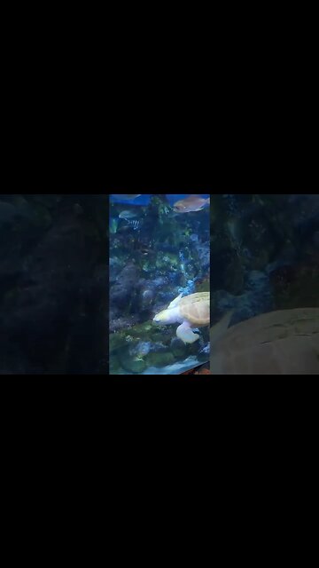 Albino green sea turtle at the aquarium