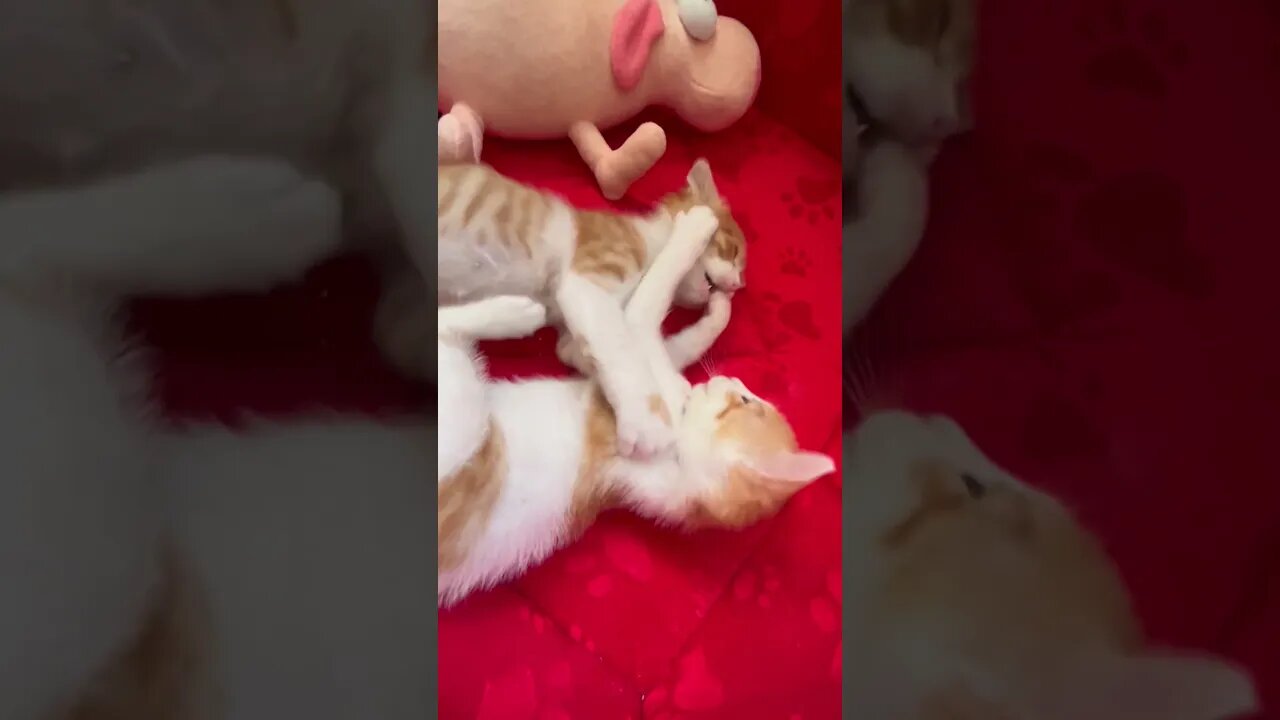 Now the kittens are so tired but still play together
