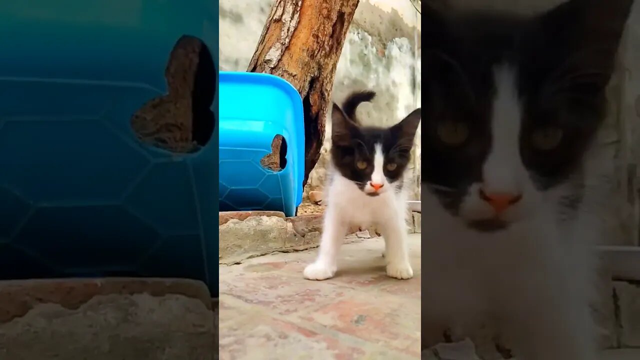 Cute Baby Catš„°#cats#cutecat#cutecatshorts#pets#cutepets#funnycats#viral#tiktok#viralvideo#funnycat