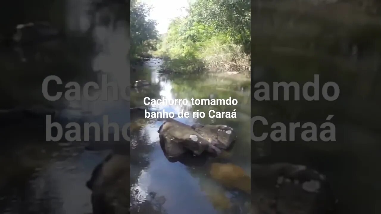 Cachorro tomando banho de rio Caraá #tendeuecoisarada