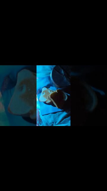 Perfect Grilled Cheese In Indiana - Turkey Run State Park