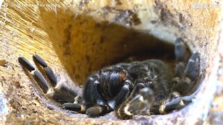 Tarântula é registrada durante troca de pele