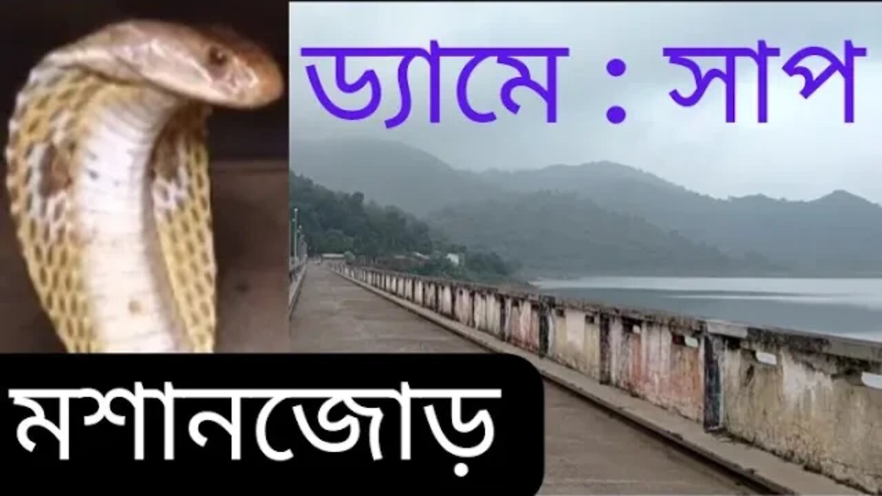 Masanjore dam snake@Mithun Utpal Banerjee vlogs