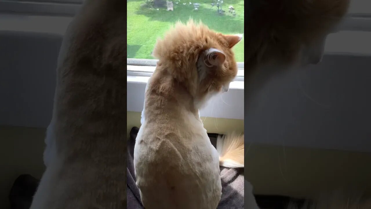 My cat is a bobble head!!