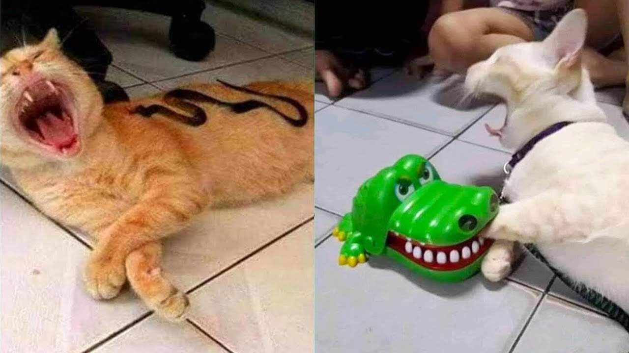 Funny and Cute Cat's Life 👯😺 Best Funny Cat Videos That Will Make You Laugh All Day Long 😂😹