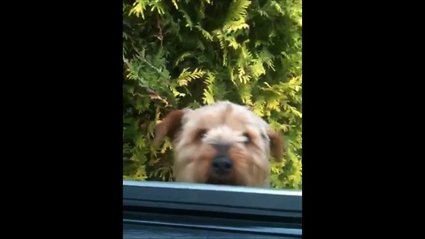 Smart dog figures out how to get into car