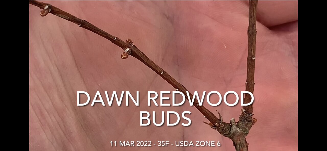 Dawn Redwood Buds