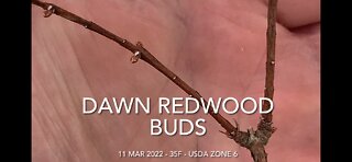 Dawn Redwood Buds