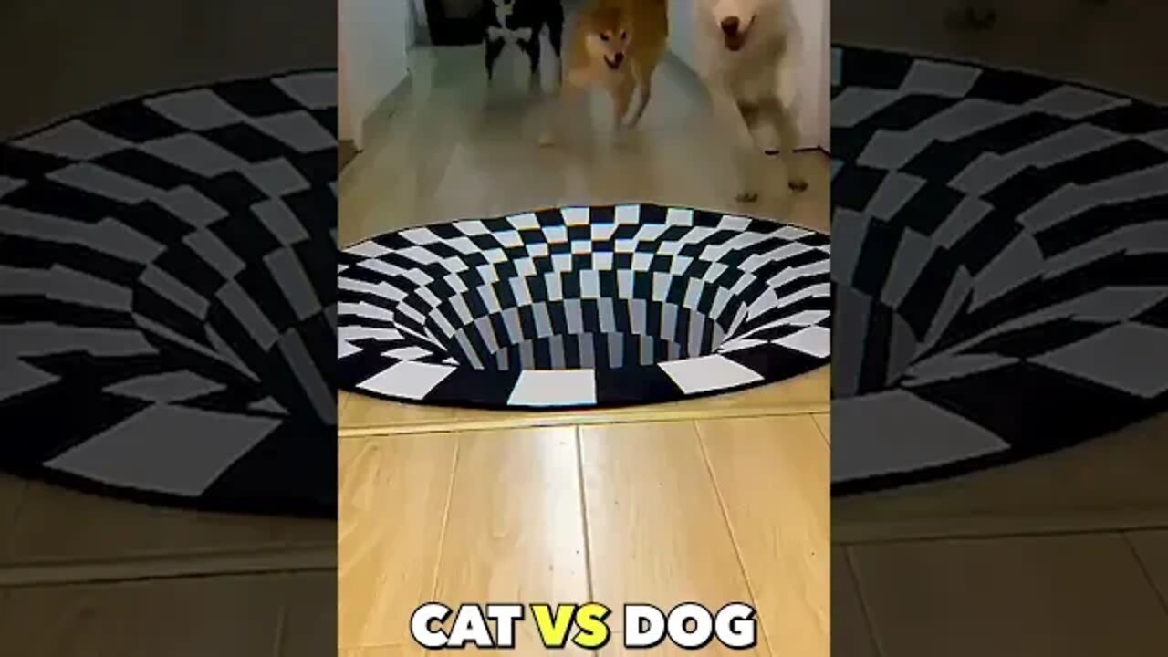 Fake Hole Dogs vs Cats😂🐕🐈❤️ #shorts