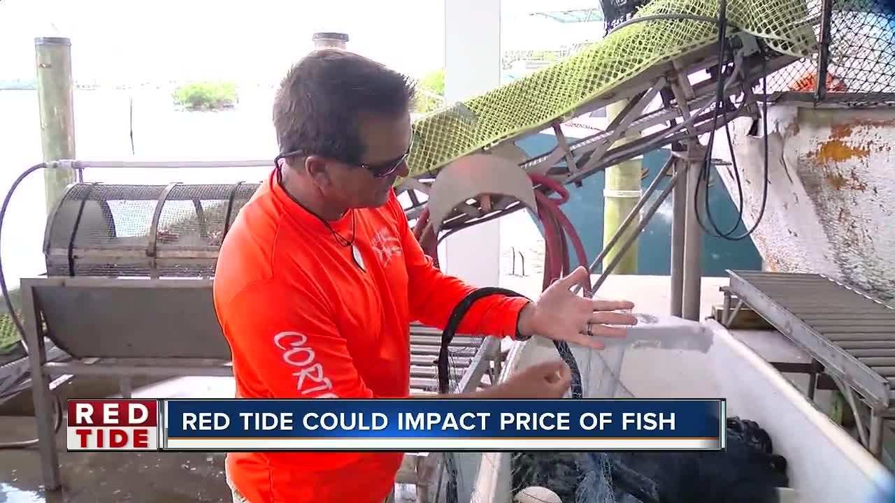 Local fishermen trying to catch fish before they swim into red tide