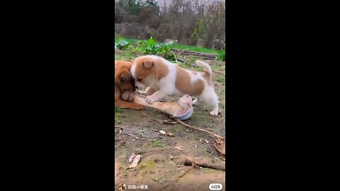 Dangerous cuteness