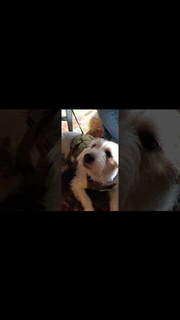 Ares trains hard for his title