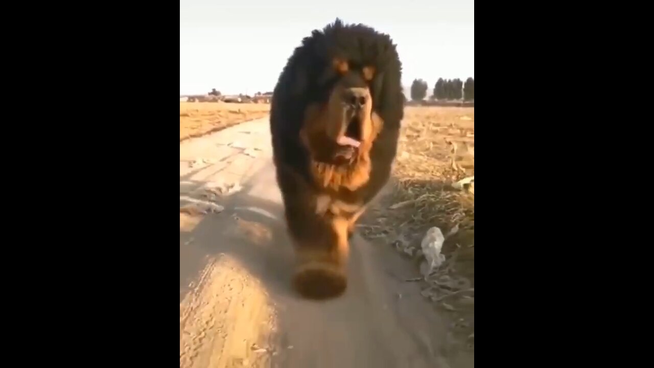 Tibetan mastiff