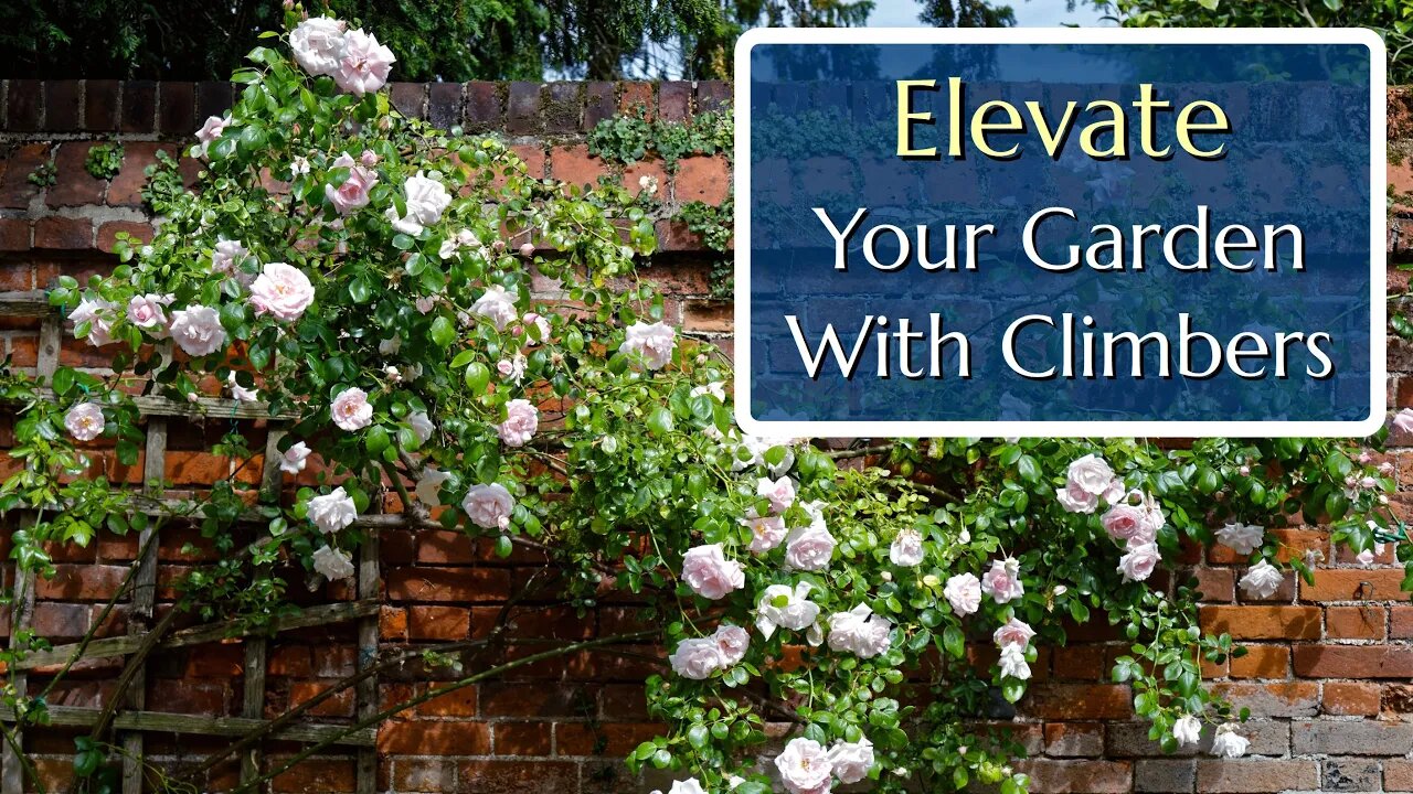 Elevate Your Garden with Climbing Roses