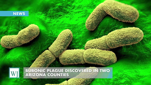 Bubonic Plague Discovered In Two Arizona Counties