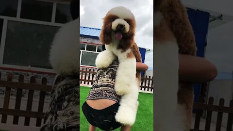 Gigantic Fluffy Poodle Dogs Love Being Carried Everywhere 😍Funny Cat And Dog Videos🐩