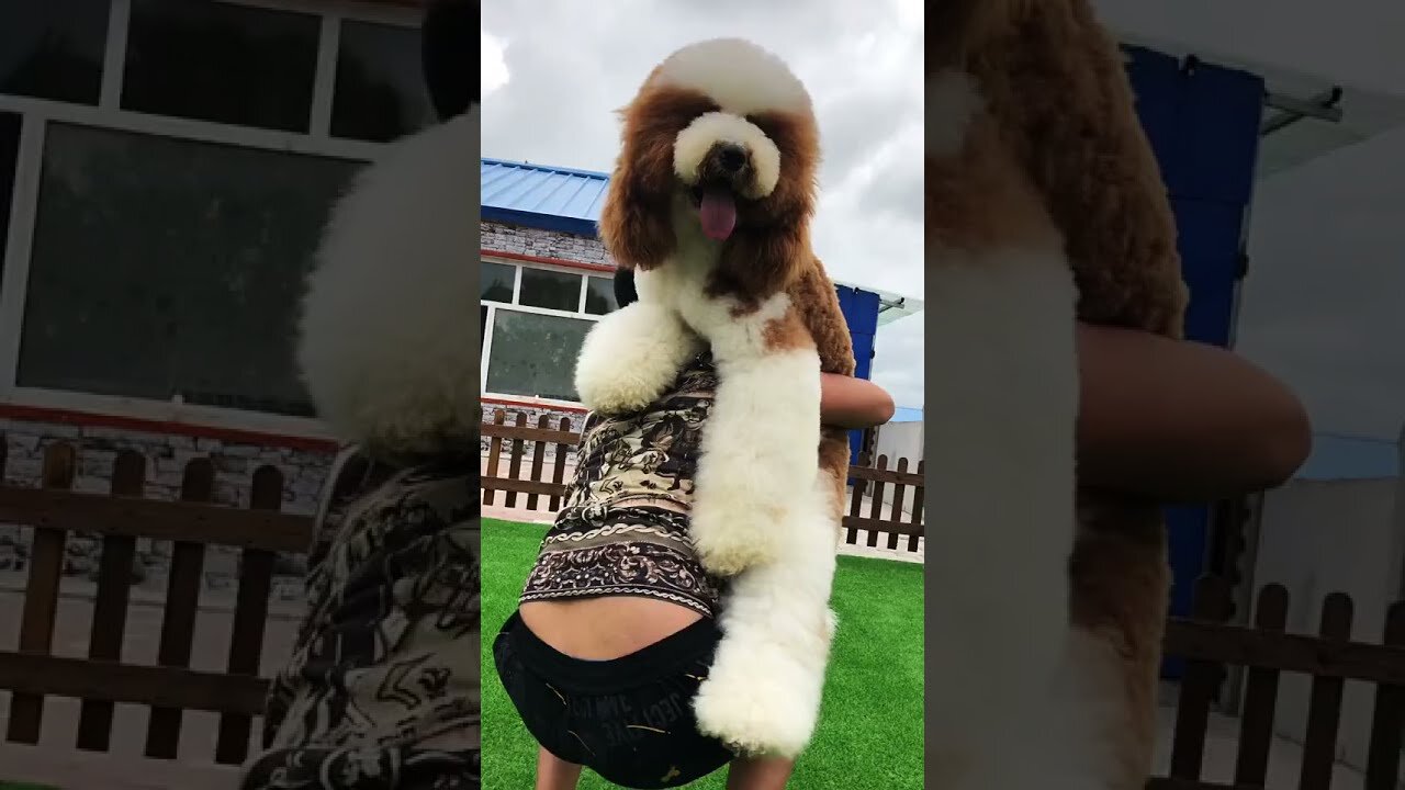 Gigantic Fluffy Poodle Dogs Love Being Carried Everywhere 😍Funny Cat And Dog Videos🐩