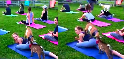 Funny Animal Video Funny Yoga Video Funny Dog videos #Rumble