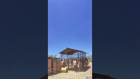 #teamwork moving the #goat pen over the fence. #offgrid