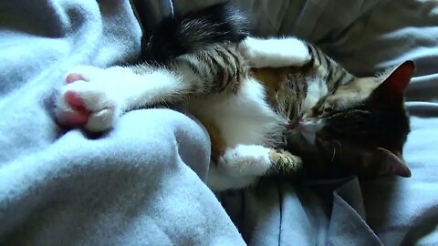 Upside Down Kitten Washes His Fur