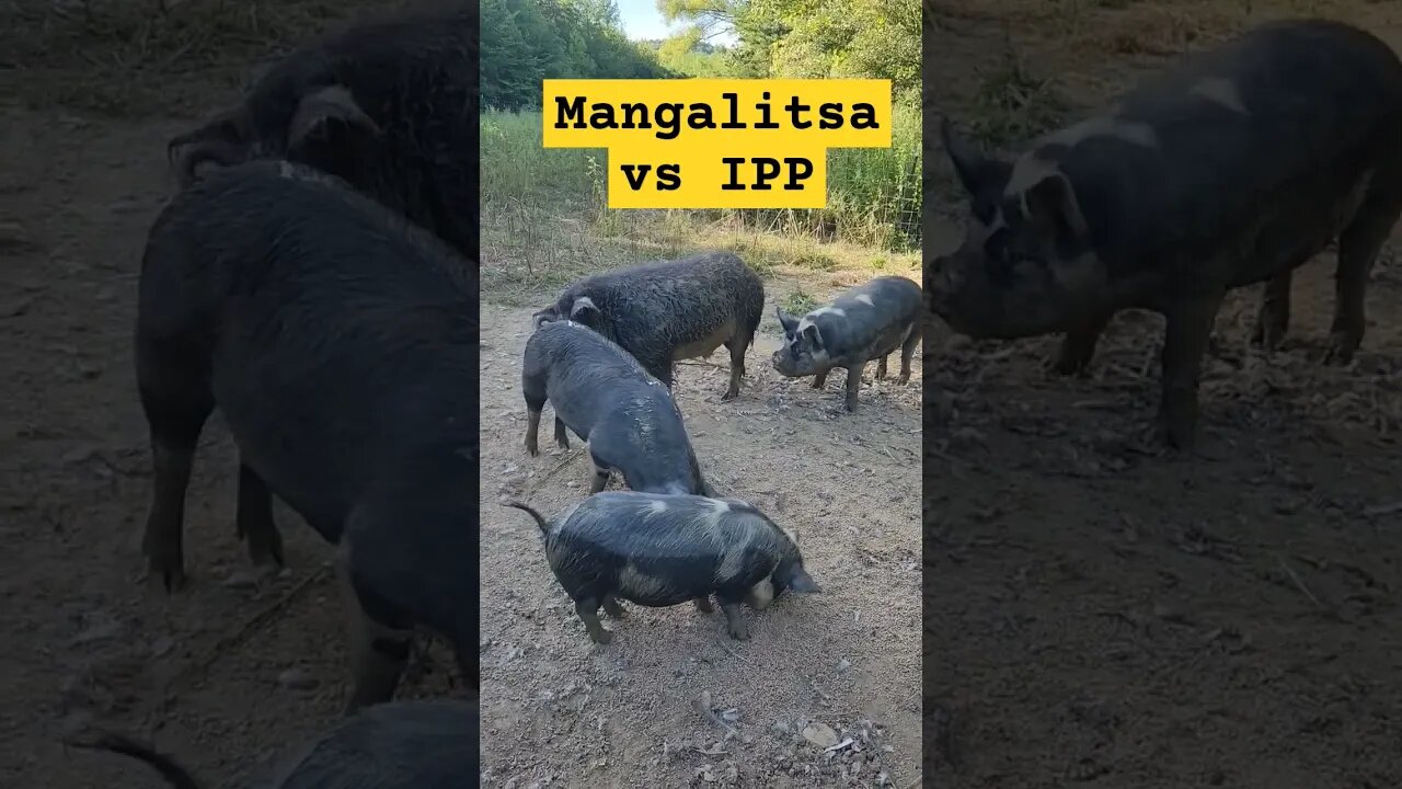 Mangalitsa vs IPP #mangalitsa #Idahopasturepig #homesteading