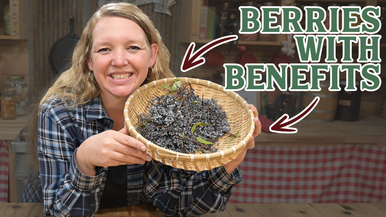 They Bought An Elderberry Business! (How Elderberries can help you Thrive)