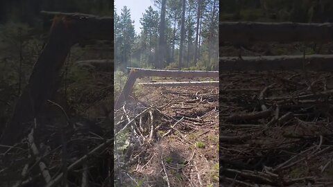 Forest wind destruction #forest #wind #destruction #hike