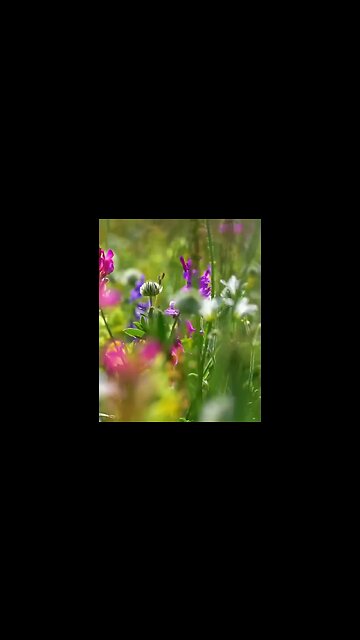 Listen and Relax | Soothing Music for Peaceful Moments