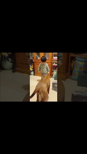 Rhodesian Ridgeback Puppy Eats Imaginary Food Her Boy Cooks for Her