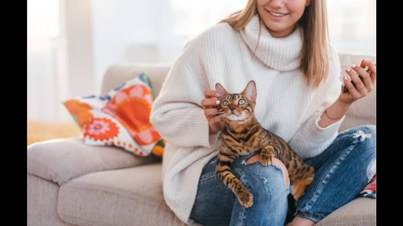 Basic cat training for beginner