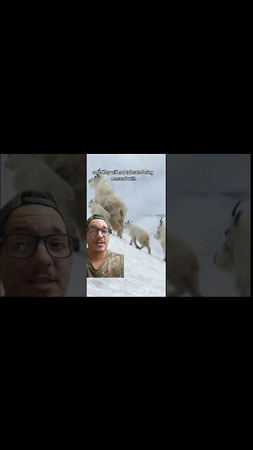 Goats headbutts dog off cliff!